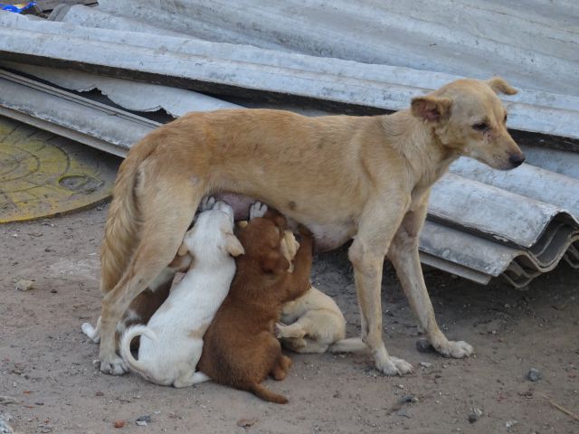 Chennai
